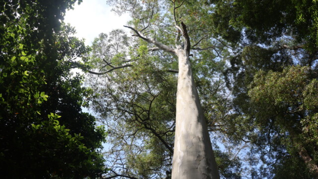 Eucalyptus de taille imposante