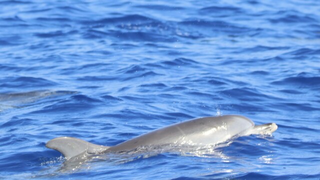 Jeunes dauphins tachetés... Les jeunes n'ont pas encore de taches!