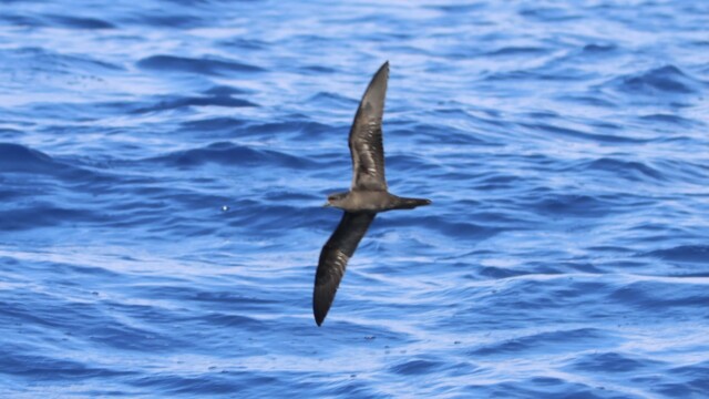 Puffin cendré