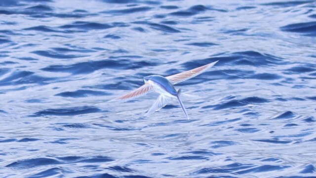 Poisson volant