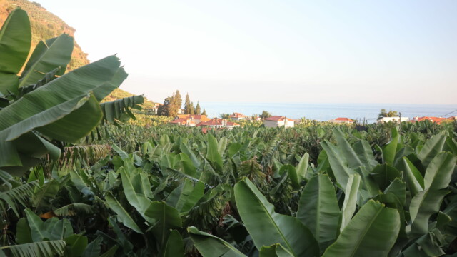 Bananes à perte de vue