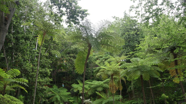 Jardin botanique tropical